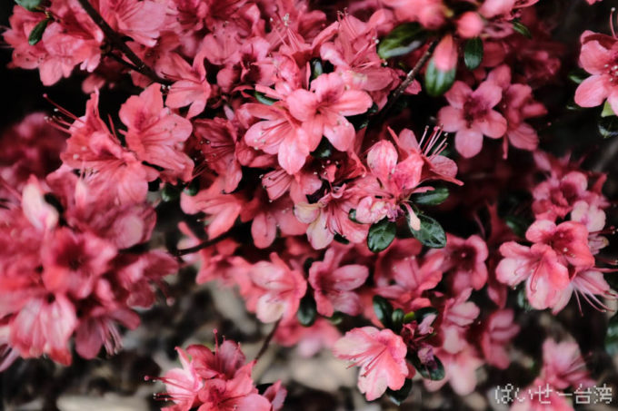 FUJIFILM X100F